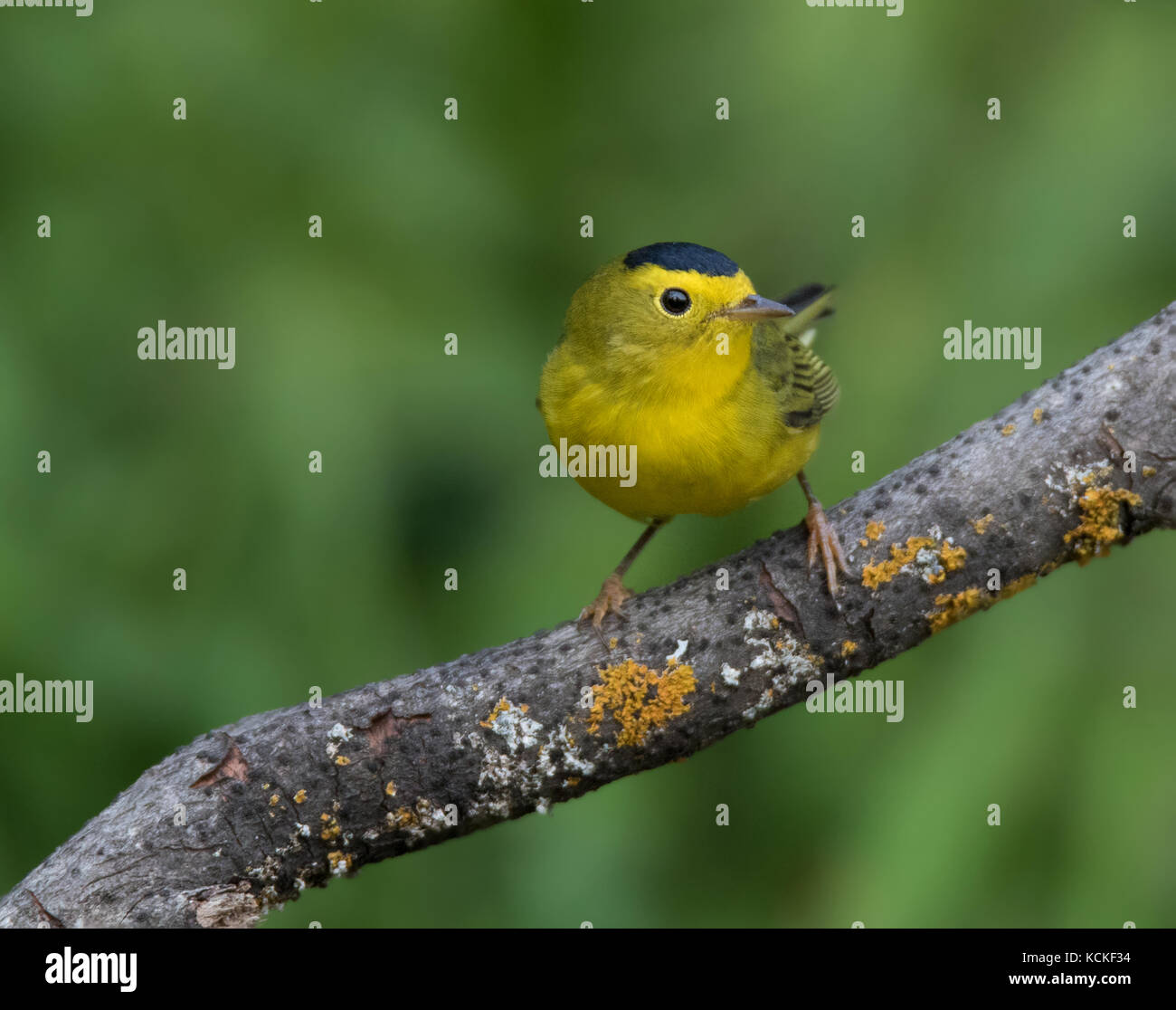 Un maschio di Wilson trillo,Wilsonia appollaiato in un cortile a Saskatoon, Saskatchewan, Canada Foto Stock