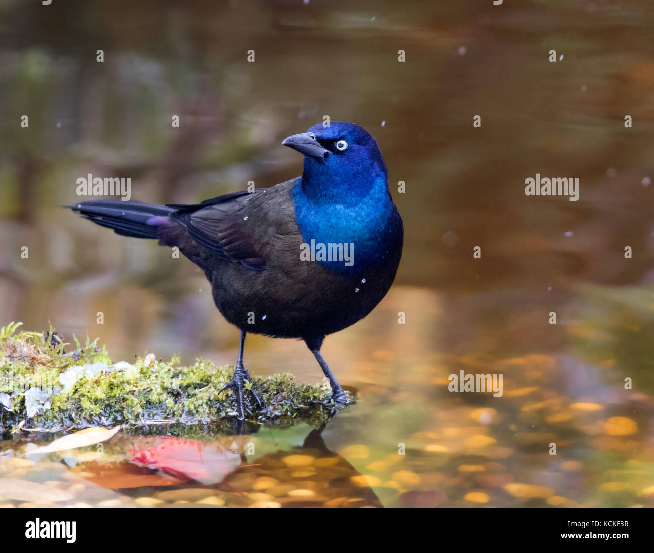 Grackle comune, Quiscalus quiscula, bagna in un cortile stagno, a Saskatoon, Saskatchewan, Canada Foto Stock