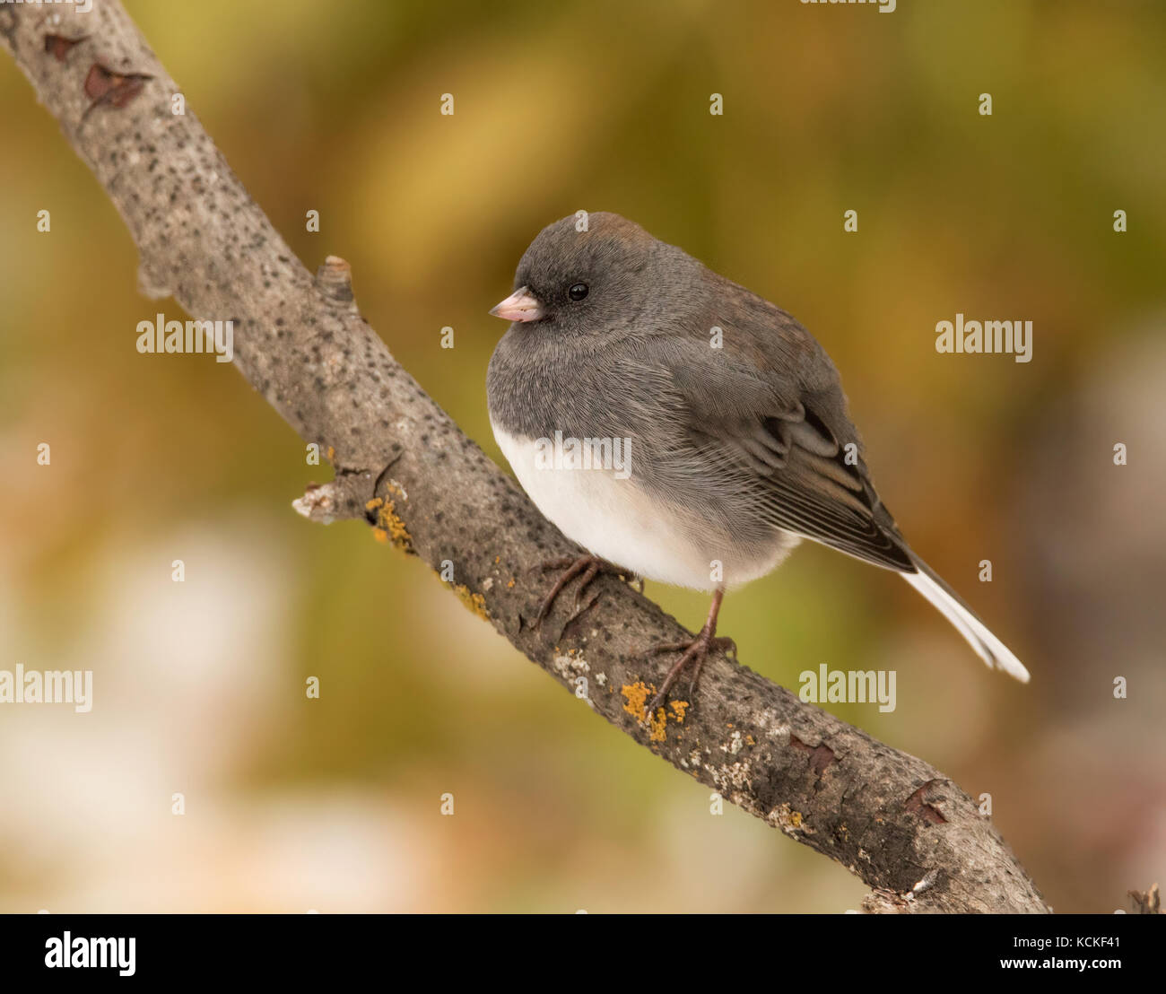 Una femmina di ardesia Junco colorati, Junco hyemalis, appollaiato su un ramo in autunno nel Saskatchewan, Canada Foto Stock