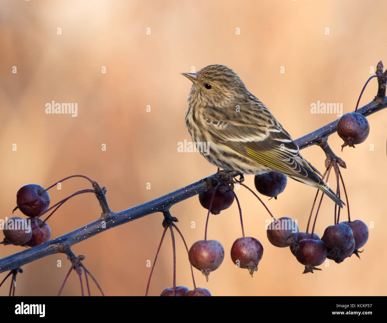 Un pino lucherino, Spinus pinus, appollaiato in un albero da frutto in Saskatoon, Saskatchewan, Canada Foto Stock