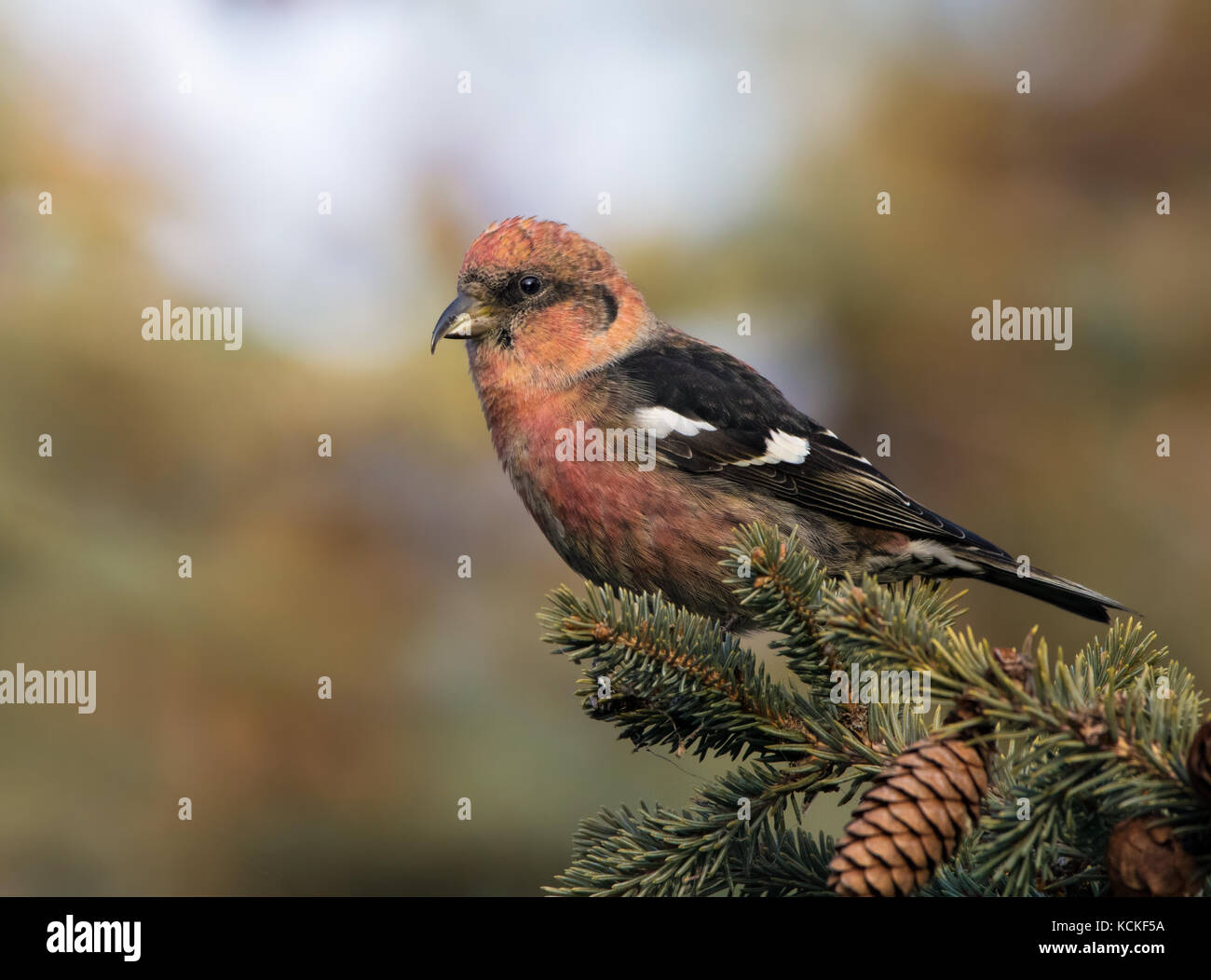 Un maschio bianco-winged Crossbill, Loxia leucoptera, arroccato in cima a un albero di abete rosso a Saskatoon, Saskatchewan Foto Stock