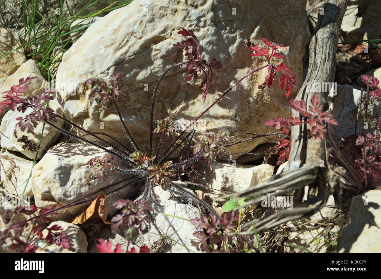 Pianta di montagna con leavs rosso e filamenti su rocce con legno morto, composizione con piante e natura morta Foto Stock