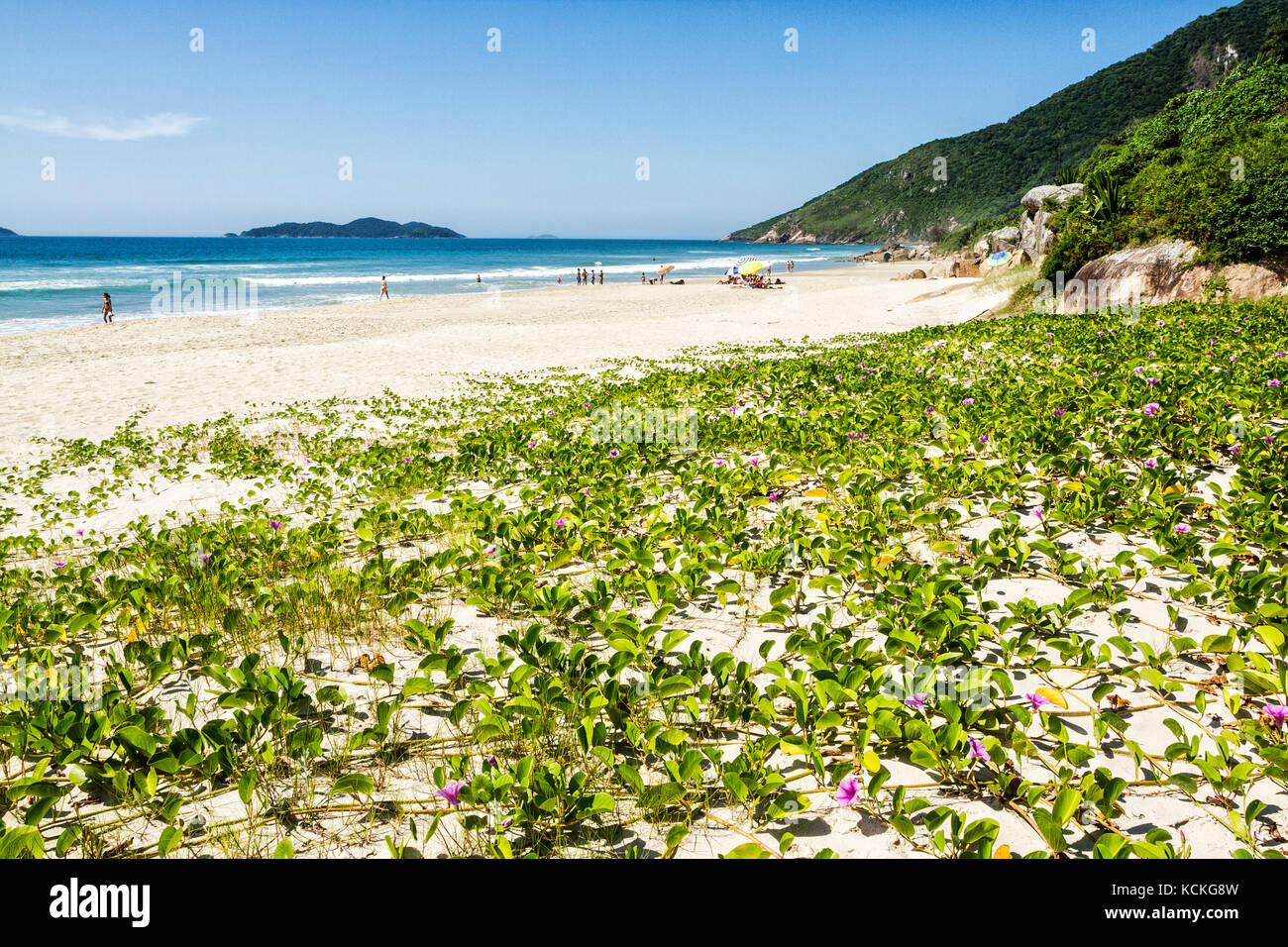 Vegetazione di sabbia conosciuta come Gloria di mattina di spiaggia o piede di Goat (Ipomoea PES-caprae), a Acores Beach. Florianopolis, Santa Catarina, Brasile. Foto Stock