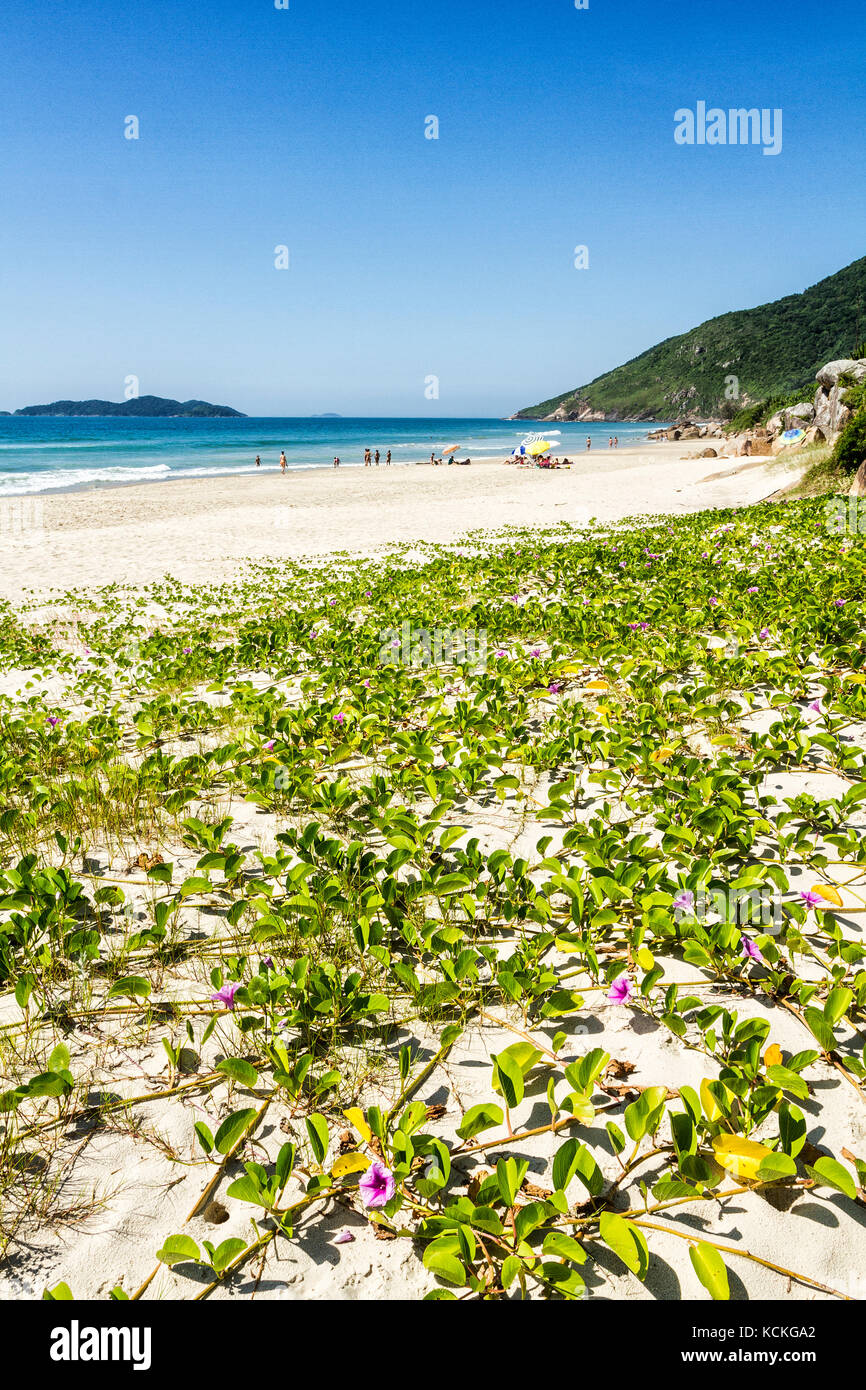 Vegetazione di sabbia conosciuta come Gloria di mattina di spiaggia o piede di Goat (Ipomoea PES-caprae), a Acores Beach. Florianopolis, Santa Catarina, Brasile. Foto Stock