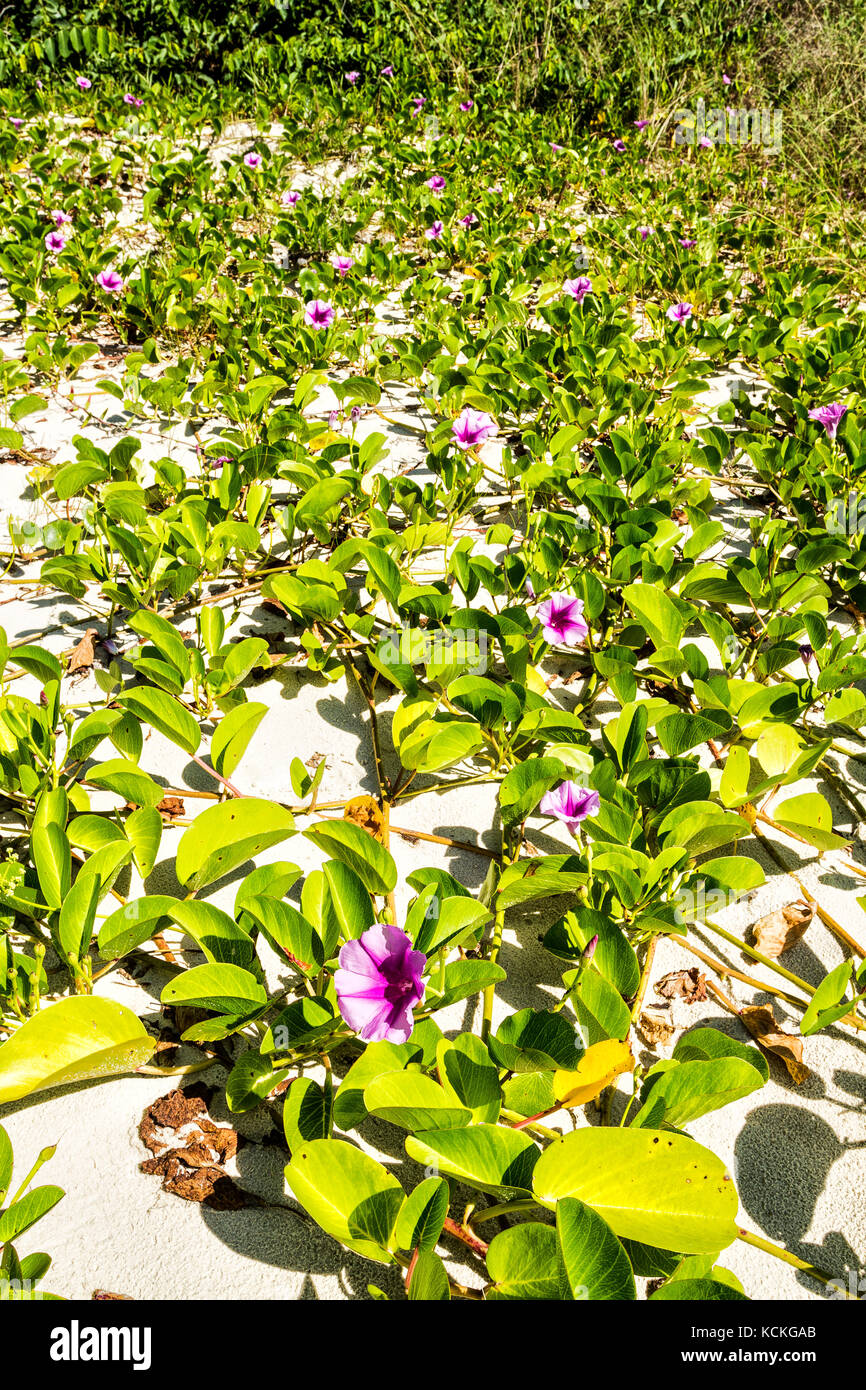 Vegetazione di sabbia conosciuta come Gloria di mattina di spiaggia o piede di Goat (Ipomoea PES-caprae), a Acores Beach. Florianopolis, Santa Catarina, Brasile. Foto Stock