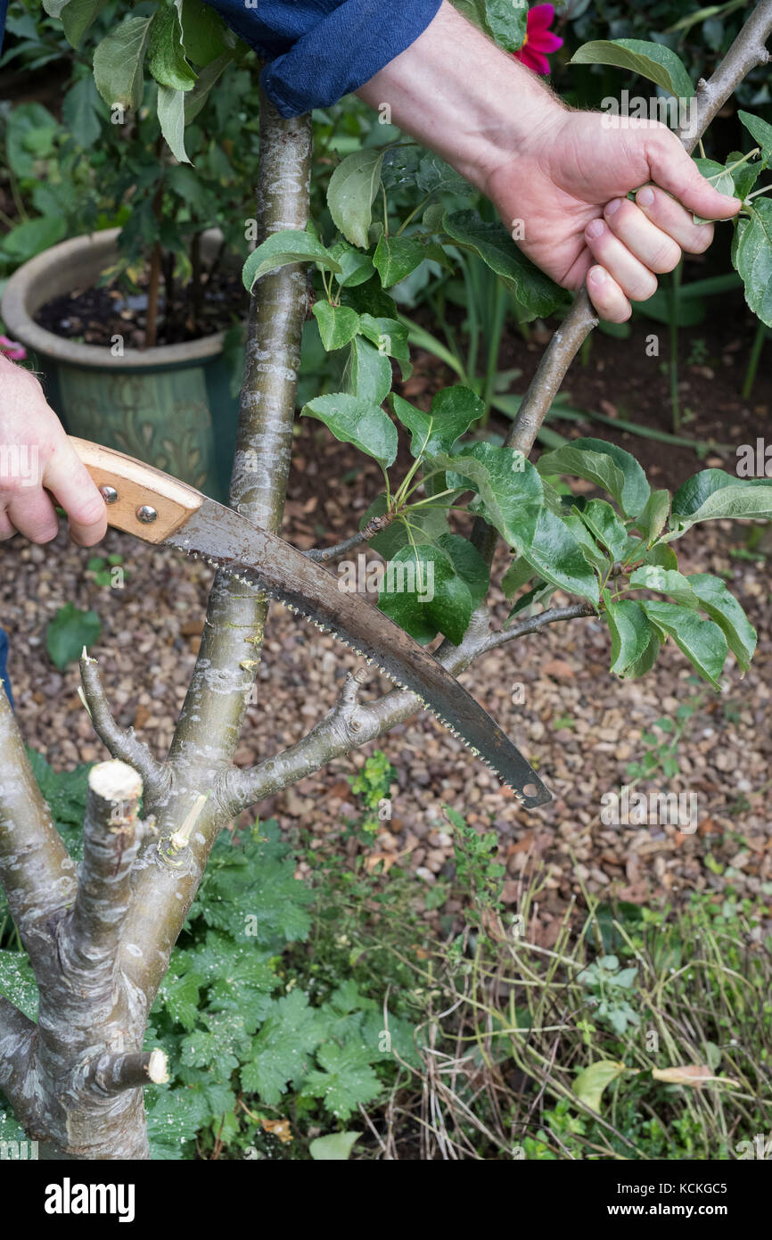 Malus domestica. Giardiniere taglio basso un indesiderato melo per sostituire con una colonnare melo per risparmiare spazio in un giardino inglese. Regno Unito Foto Stock