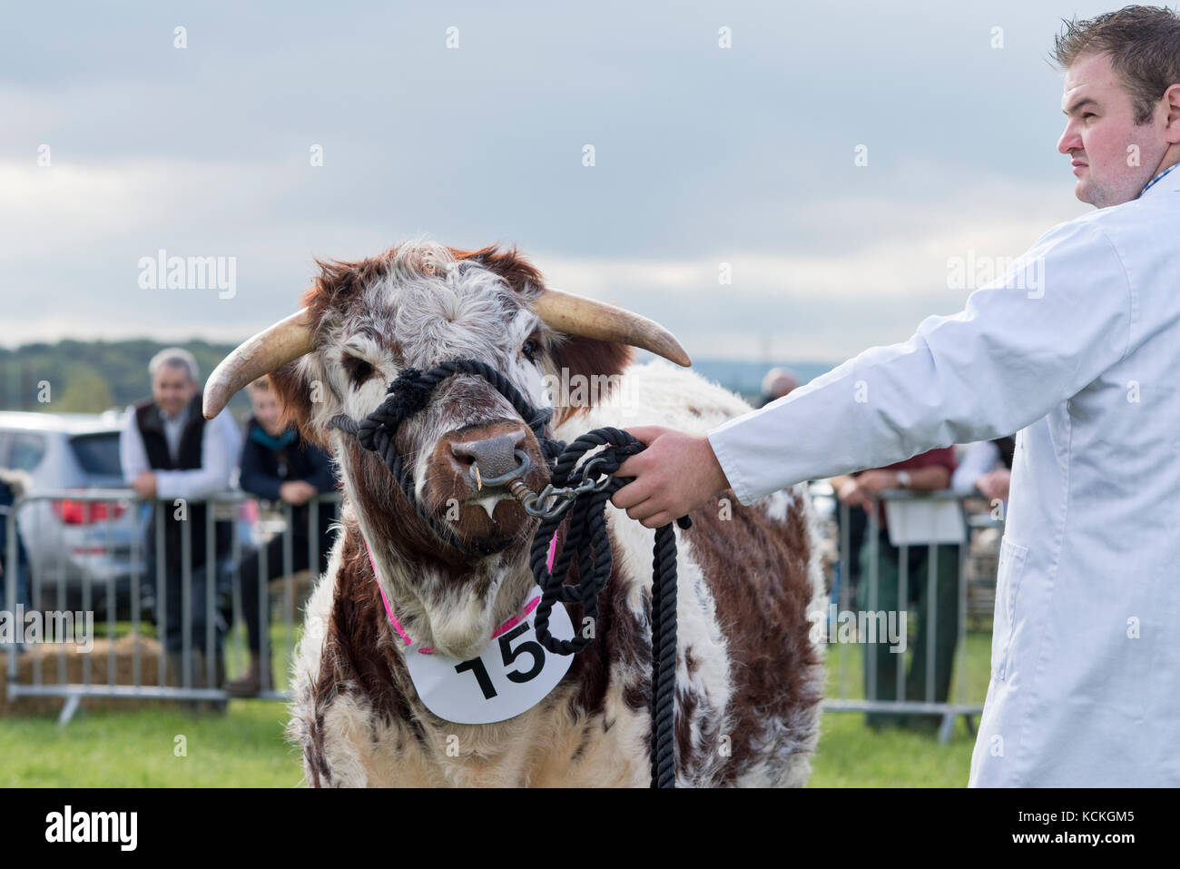 Bos primigenius. Inglese Longhorn bull in mostra a mostrare Flintham, Nottinghamshire, Inghilterra Foto Stock