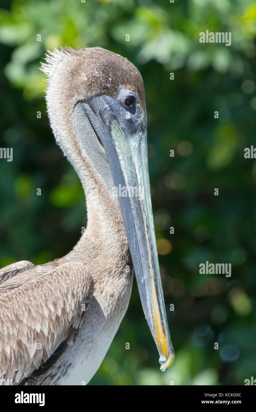 Brown Pelican headshot contro sfocato sfondo verde, Caye Caulker, Belize, 2017 Foto Stock