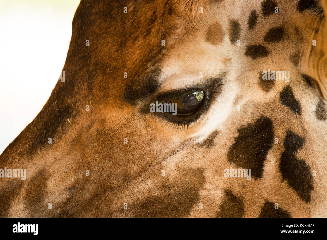 Primo piano di una giraffeâ€™s eye Foto Stock