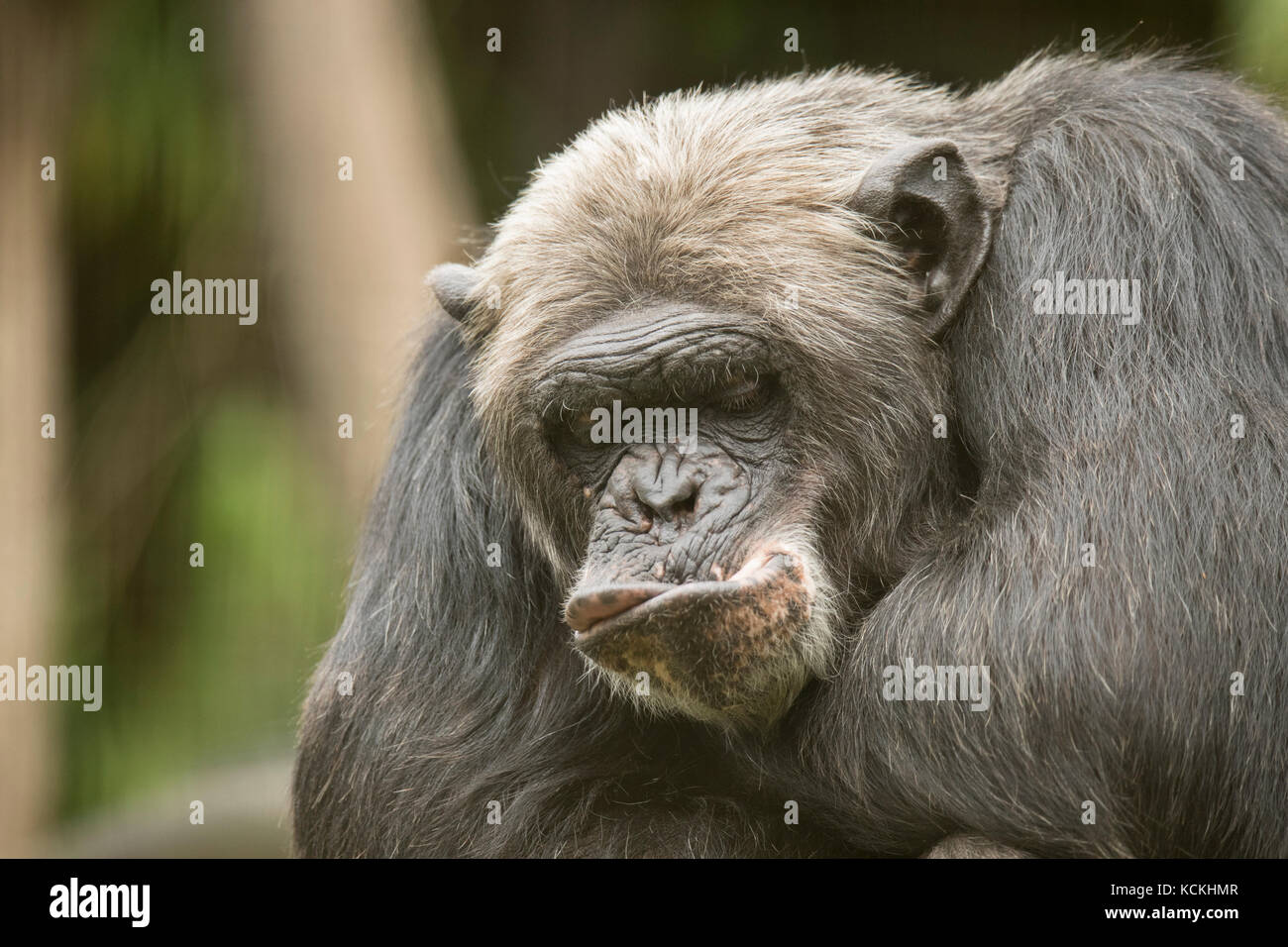 Vecchio scimpanzé, funny bocca, primo piano Foto Stock