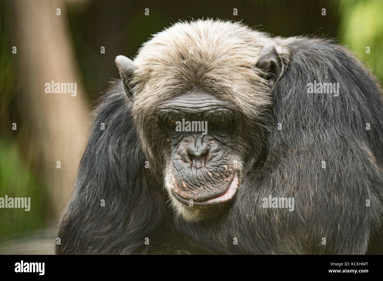 Vista dettagliata del vecchio pensiero di scimpanzé Foto Stock
