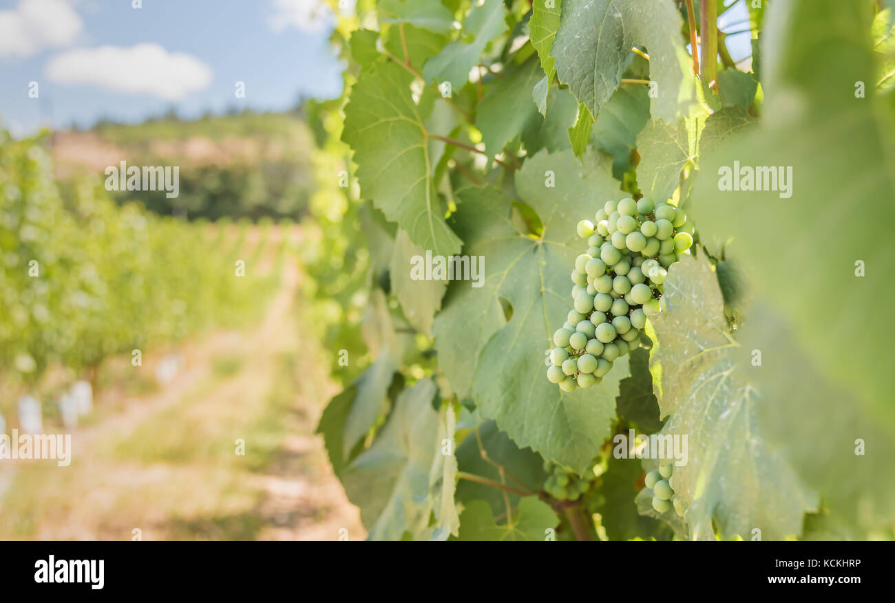 Close-up di verde di maturazione delle uve in vigna in vigna sul giorno di estate Foto Stock