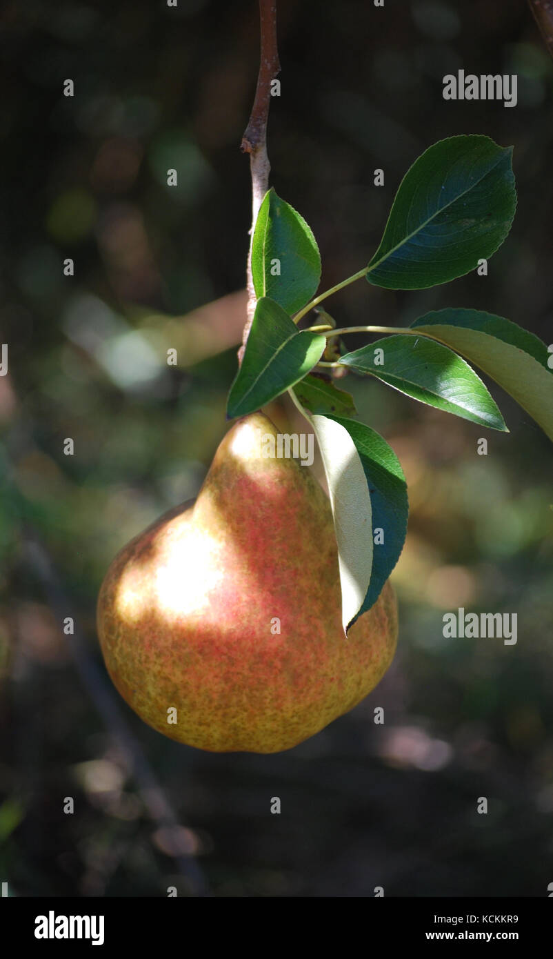 Pera appeso a un albero nel frutteto Foto Stock