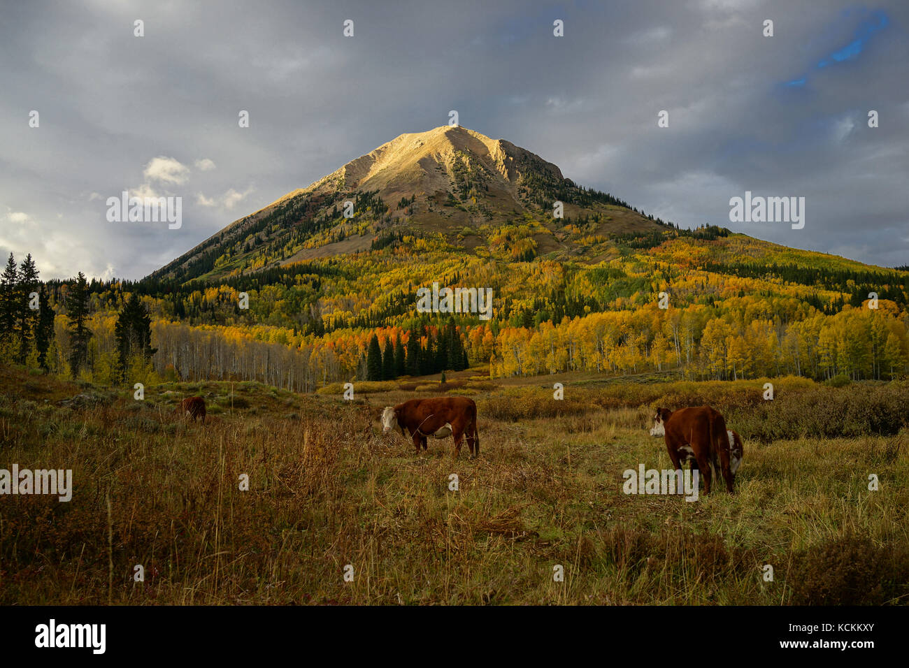 Questa è la foto del Crested Butte Mountain in Colorado in autunno con aspen giallo di foglie e di vacche. Foto Stock