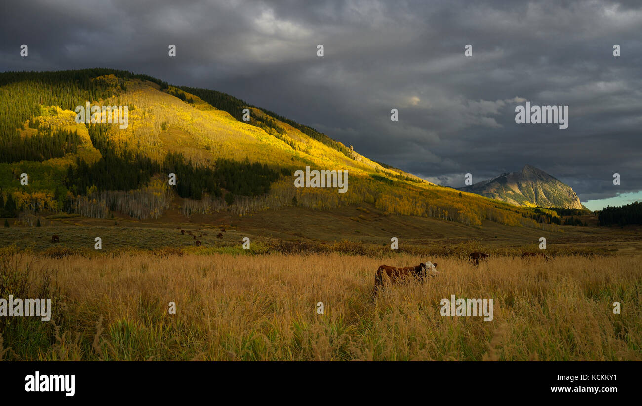 Questa è la foto del Crested Butte Mountain in Colorado in autunno con aspen giallo di foglie e di vacche. Foto Stock