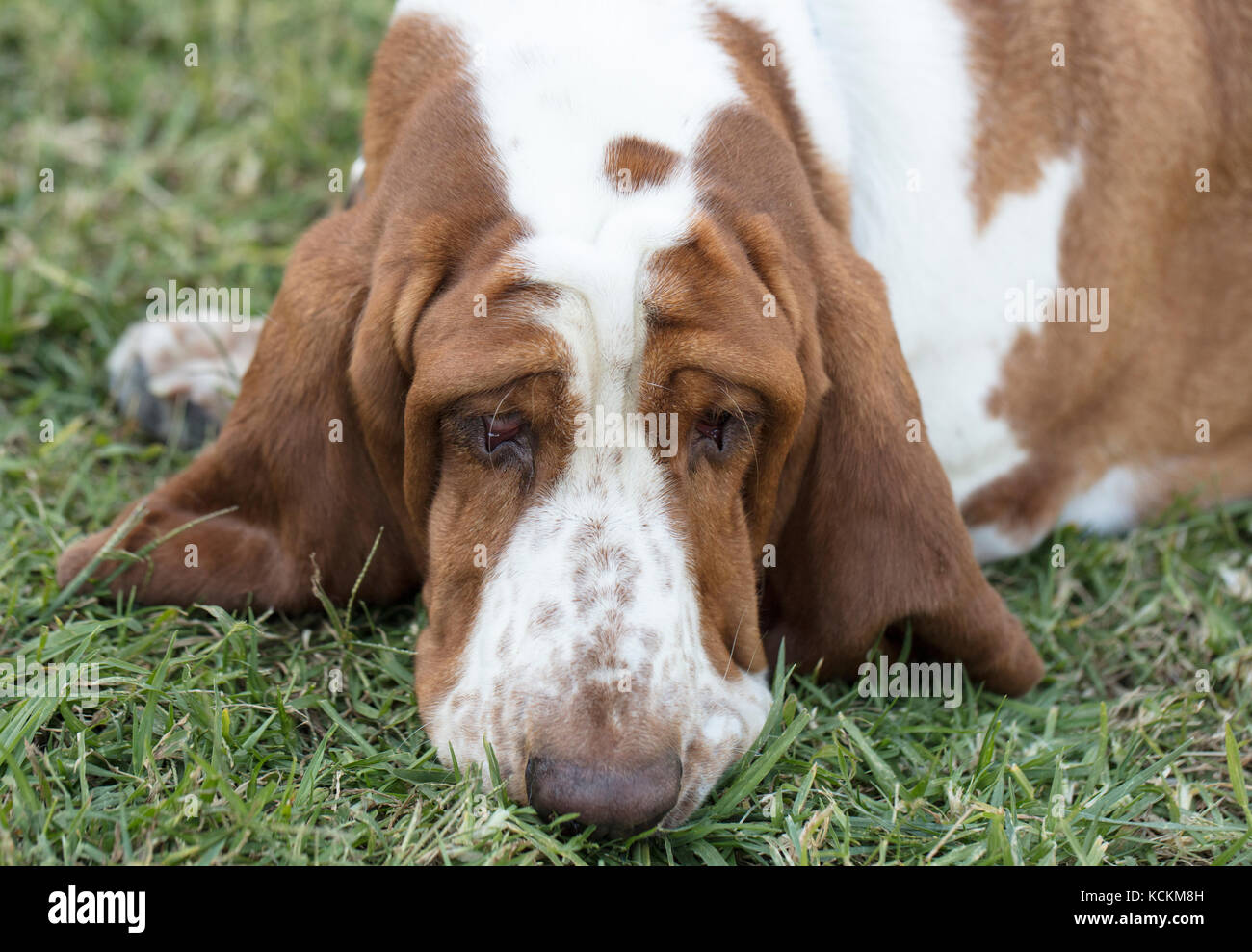 Marrone e bianco macchiato il Basset Hound cucciolo Foto Stock