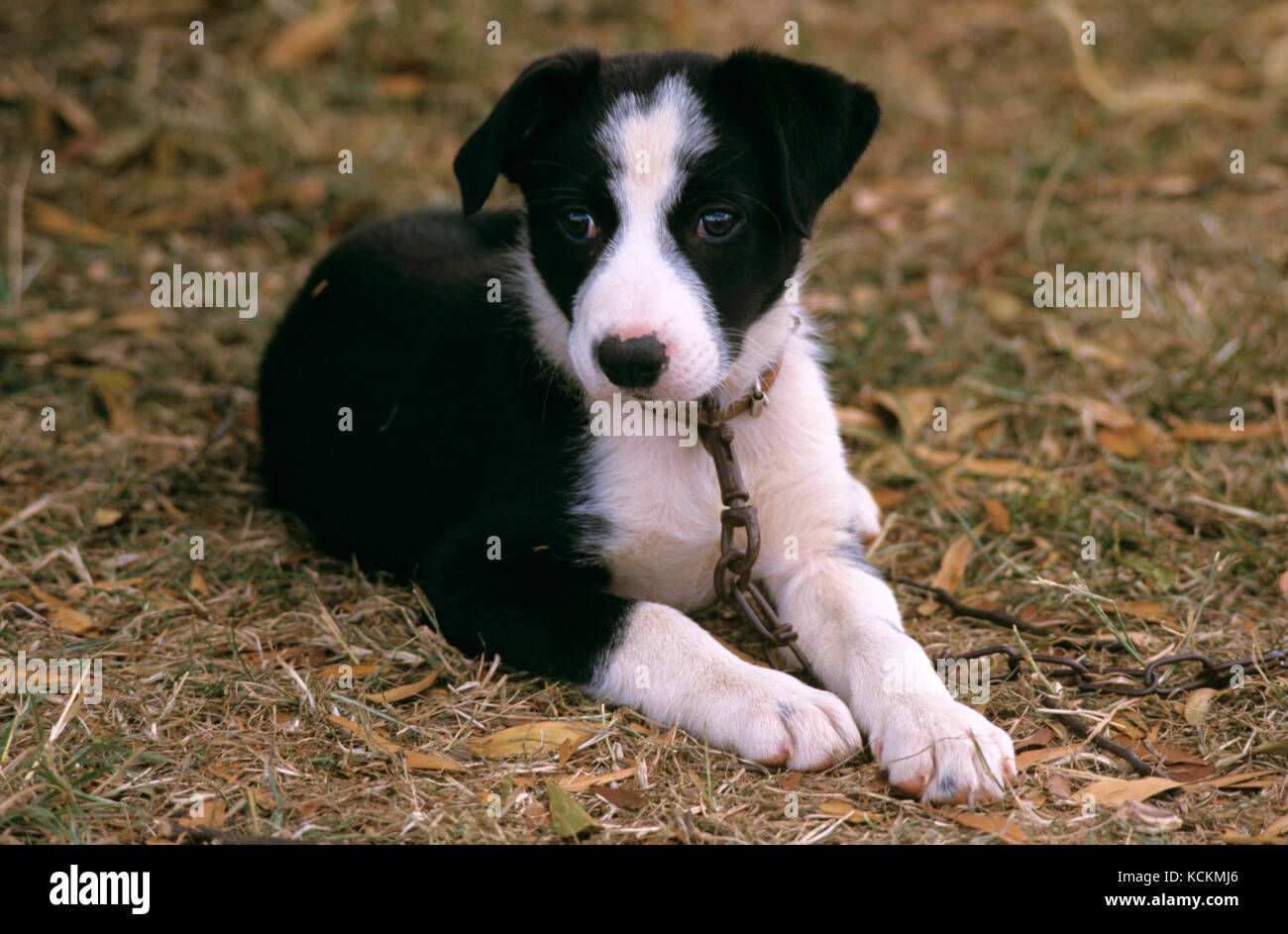 Confine Collie (Canis familiaris), cuccia pazientemente in attesa, legato in cortile. Australia Foto Stock