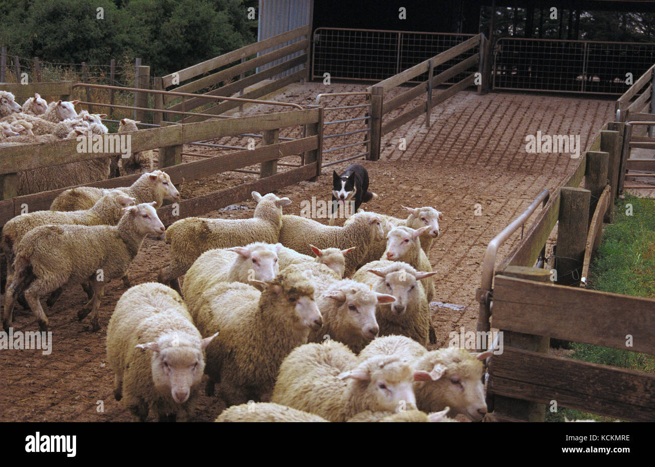 Sheepdog (Canis familiaris), che aiuta a separare le pecore per l'innoculazione. Stazione di Woolnorth, Tasmania nord-occidentale, Australia Foto Stock