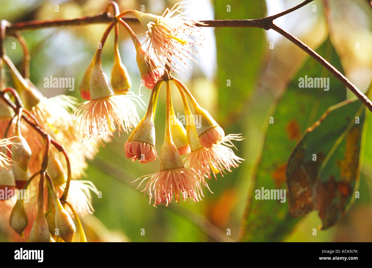 Gomma fiorente rossa (Corymbia ficifolia), originaria dell'Australia Occidentale, questa fotografata in Tasmania. Foto Stock