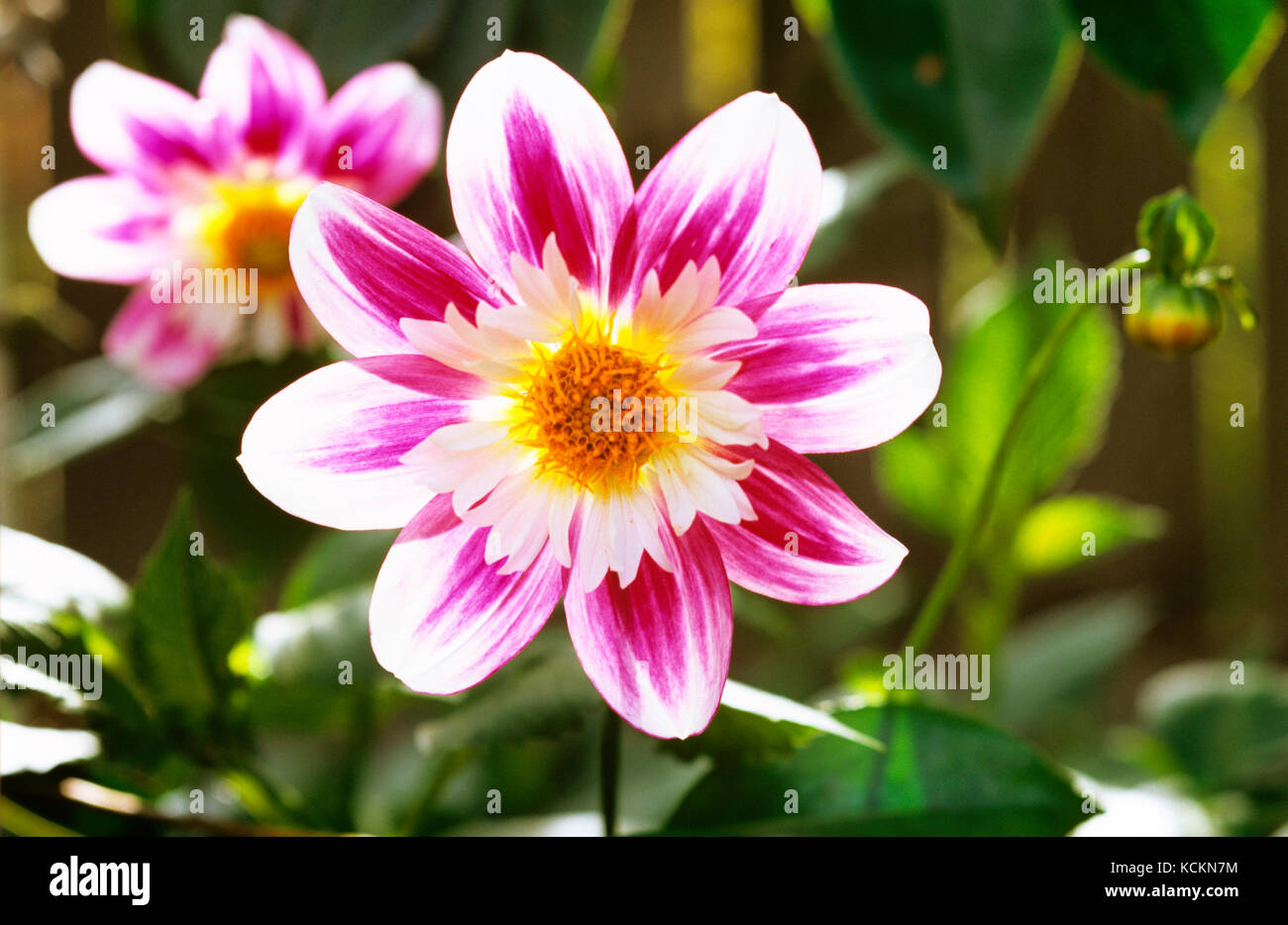 A Dahlia (Dahlia cv.), Australia Foto Stock