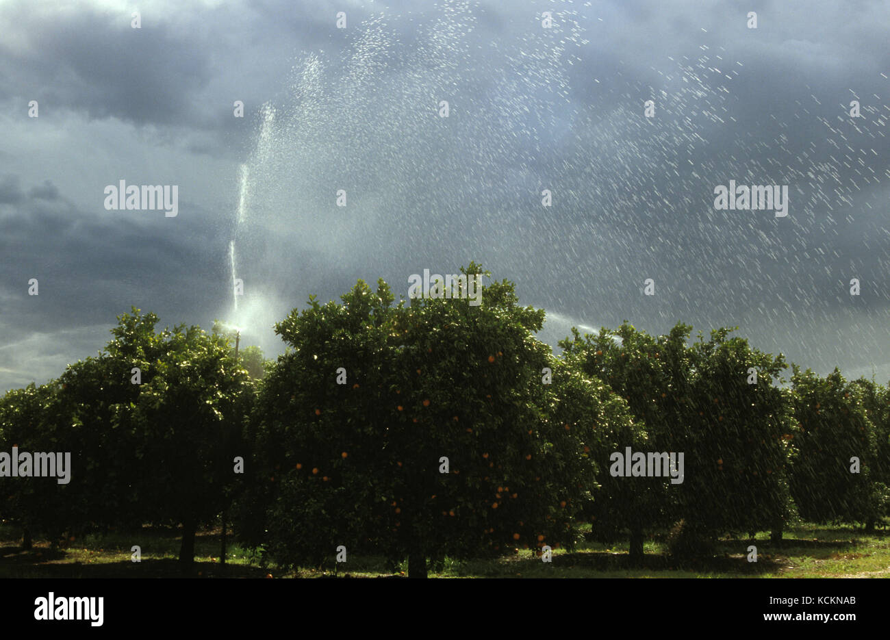 Arance marine, coltivate per l'esportazione negli Stati Uniti, sotto irrigazione, nei pressi di Nangiloc, zona di irrigazione del fiume Murray, Victoria nord-occidentale, Australia Foto Stock