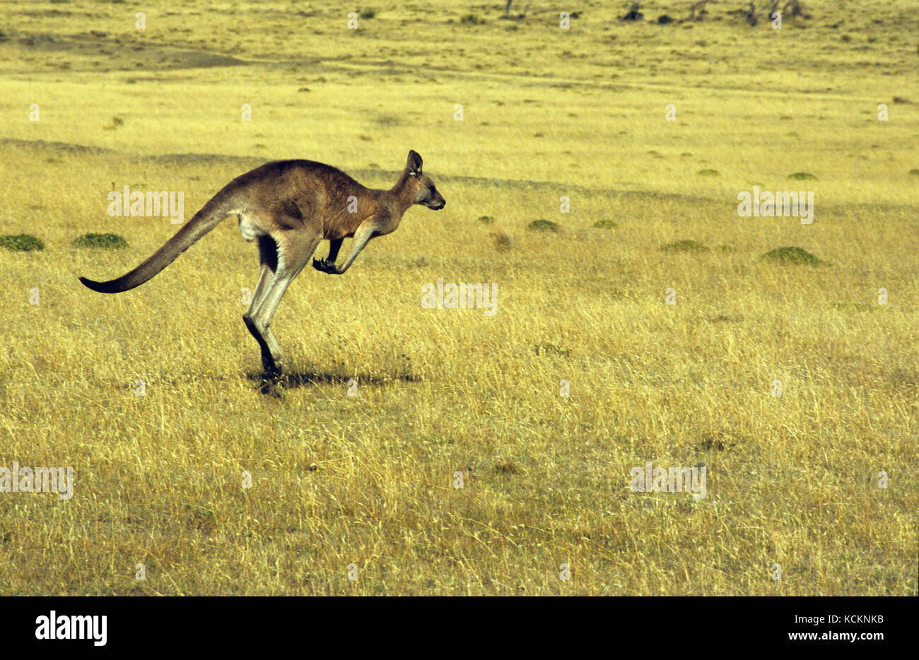 Canguro di Forester (Macropus giganteus tasmaniensis), corsa. Isola di Maria, costa orientale Tasmania, Australia Foto Stock