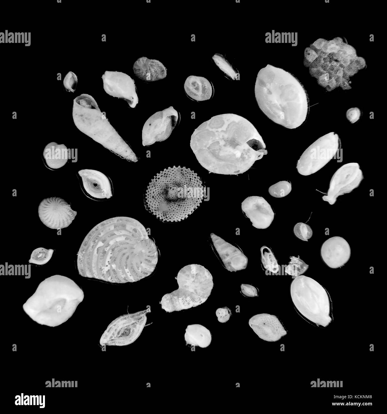Vetrino da microscopio Foto e Immagini Stock in Bianco e Nero - Alamy