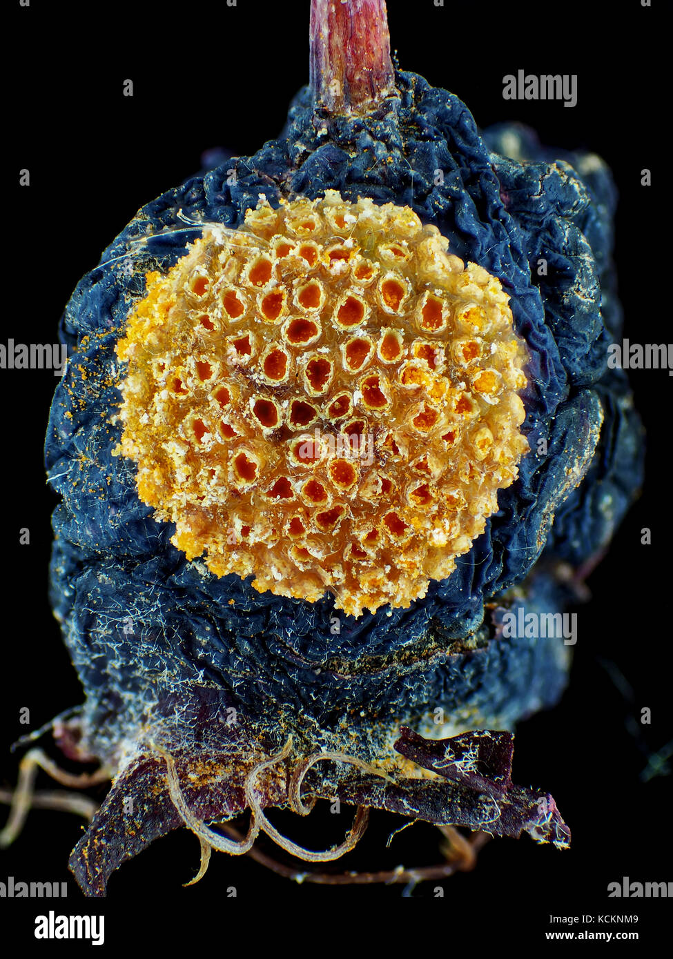 Pianta patogeno ruggine fungina (Gymnosporangium sp.) su un host secondario di frutta, luce riflessa microfotografia, area raffigurato è di circa 8,5 mm di altezza Foto Stock