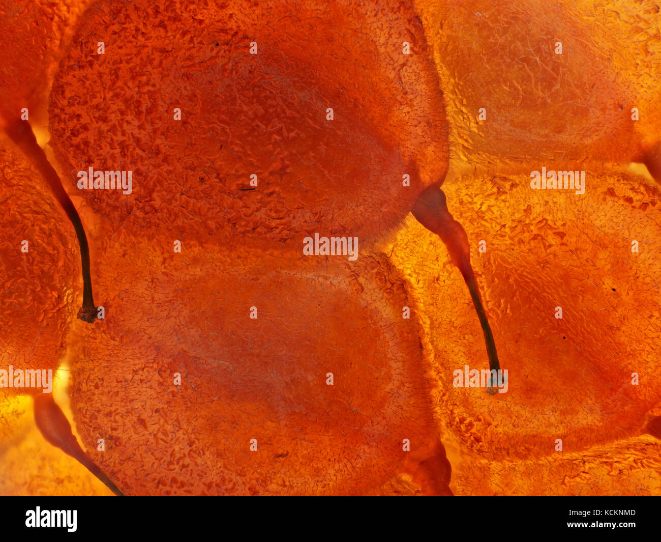 Low-power Micrografia di un lampone, area raffigurato è di circa 8,5 mm ampia Foto Stock