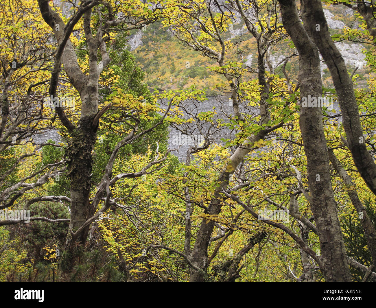 Faggi decidui (Fuscospora gunnii) nel fogliame autunnale. Cradle Mountain-Lake St Clair National Park, Tasmania, Australia Foto Stock
