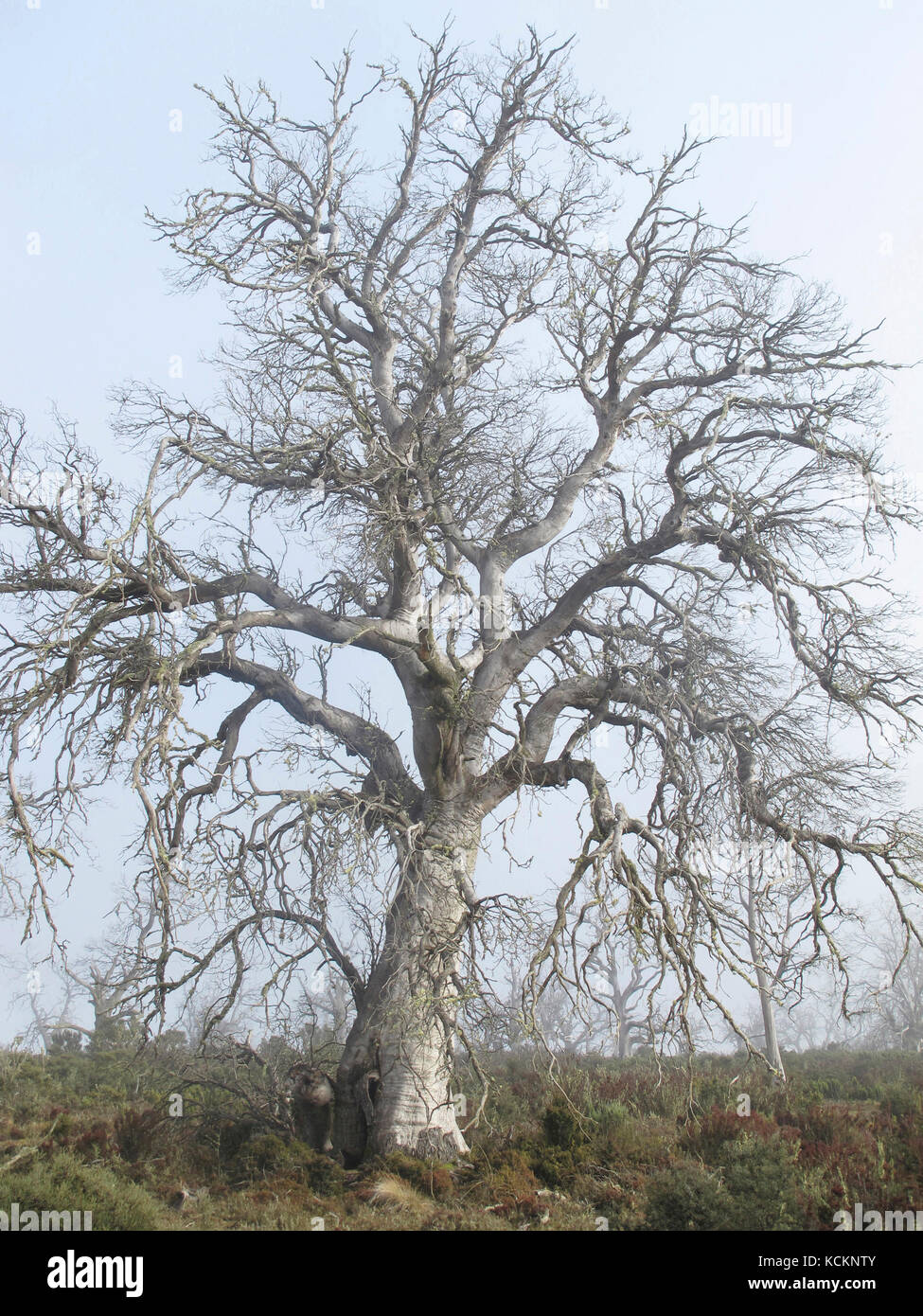 Morte di una specie: Gomma da sidro della Tasmania (Eucalyptus gunnii divaricata), albero morto a causa della sua inadeguatezza al clima più caldo e più caldo di oggi. Foto Stock