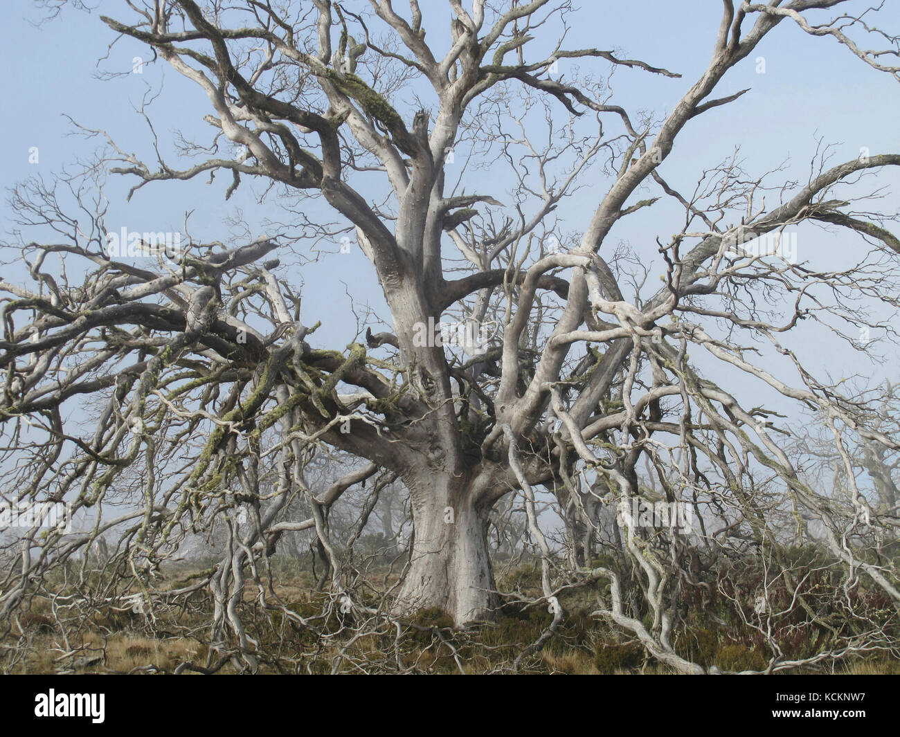 Morte di una specie: Gomma da sidro della Tasmania (Eucalyptus gunnii divaricata), albero morto a causa della sua inadeguatezza al clima più caldo e più caldo di oggi. Foto Stock