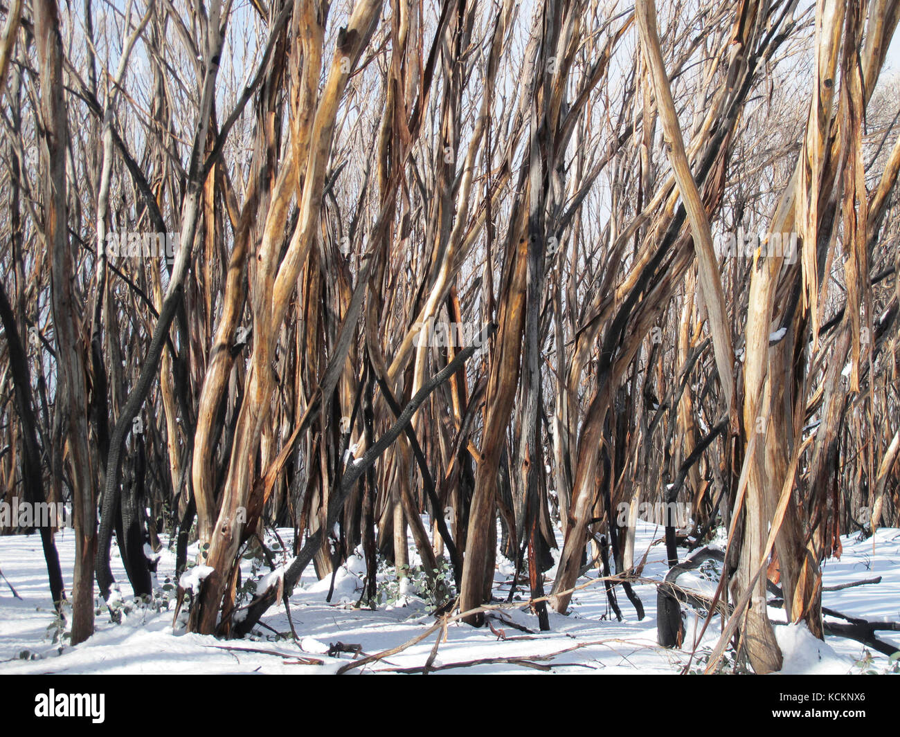 Le gomme da neve (Eucalyptus paucciflora), un tempo scenografica, il sentiero di fondo del Lago di montagna, annerito da incendi boschivi 18 mesi prima. Sarà un lon Foto Stock