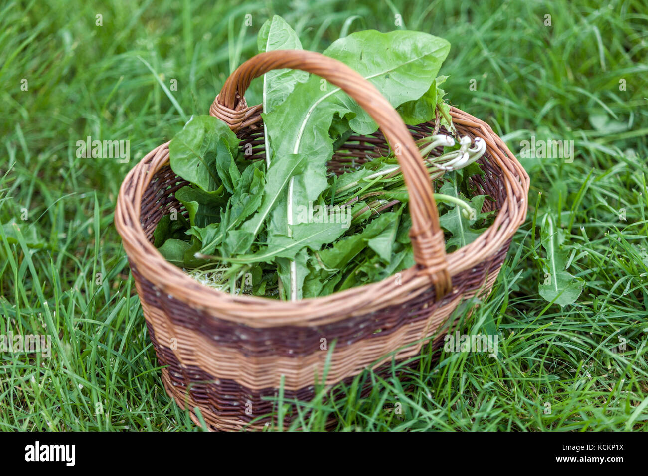 Cestino di vimini foglie di delione raccolte fresche foglie verdi di Taraxacum officinale fresche in cesto posato in erba Foto Stock