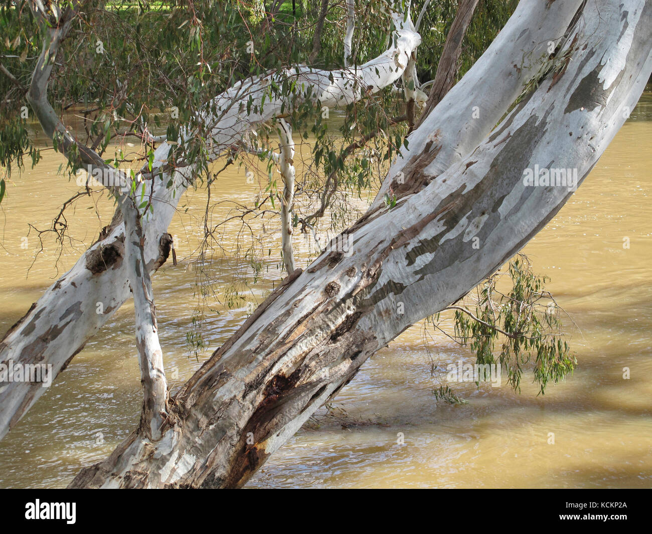 Gomma rossa del fiume (Eucalyptus camaldulensis), che si affaccia sul fiume Goulburn, Seymour, Victoria, Australia Foto Stock