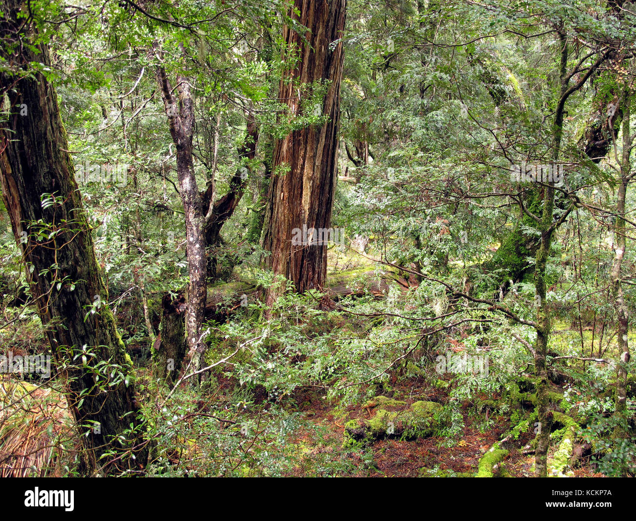 Foresta di faggio di mirto (Lophozonia cunninghamii), foresta pluviale temperata fredda. Cradle Mountain-Lake St Clair National Park, Tasmania, Australia Foto Stock