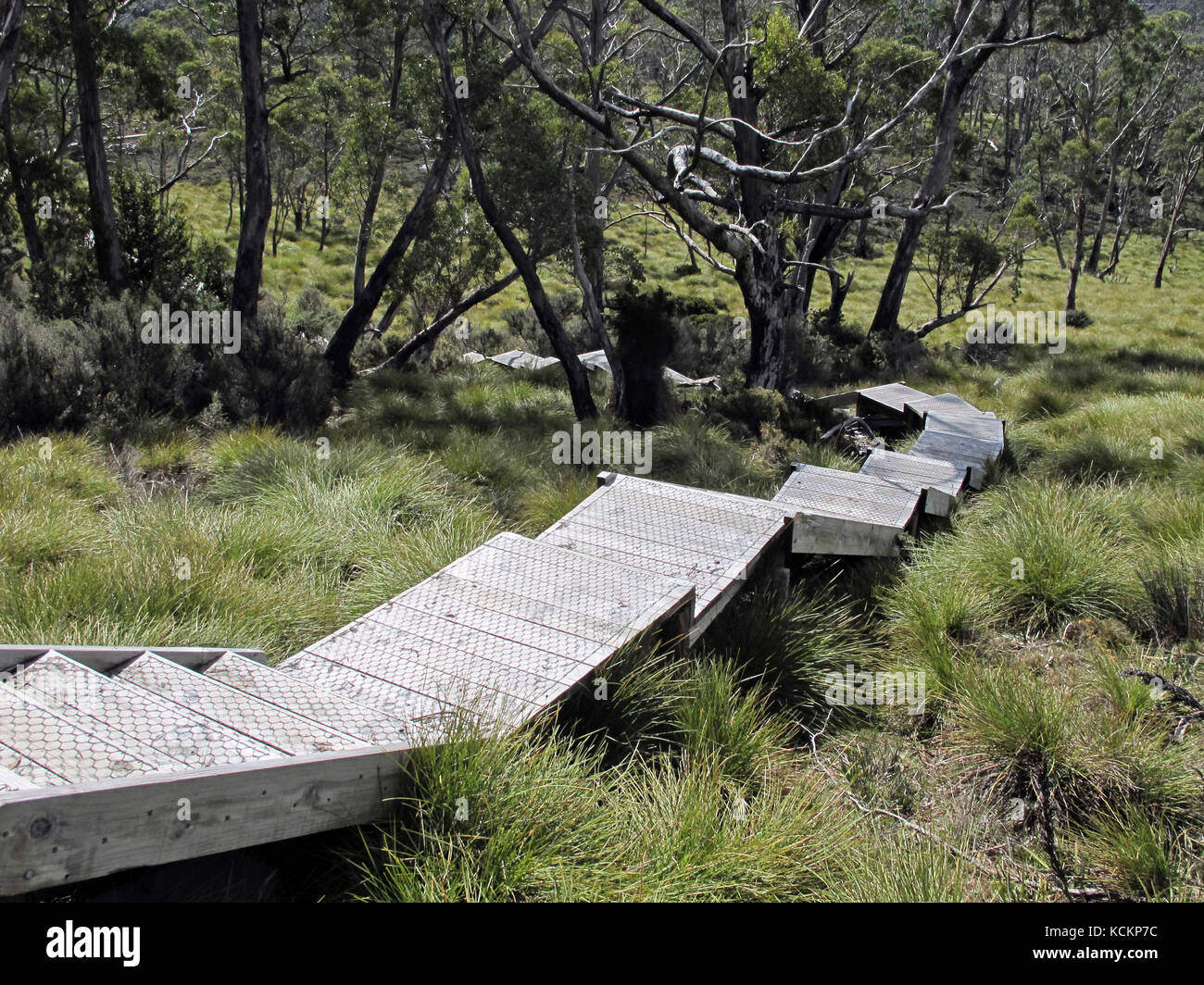 Passerella a gradini, per evitare l'usura su terreni che di solito sono impermeabili. Cradle Mountain-Lake St Clair National Park, Tasmania, Australia Foto Stock