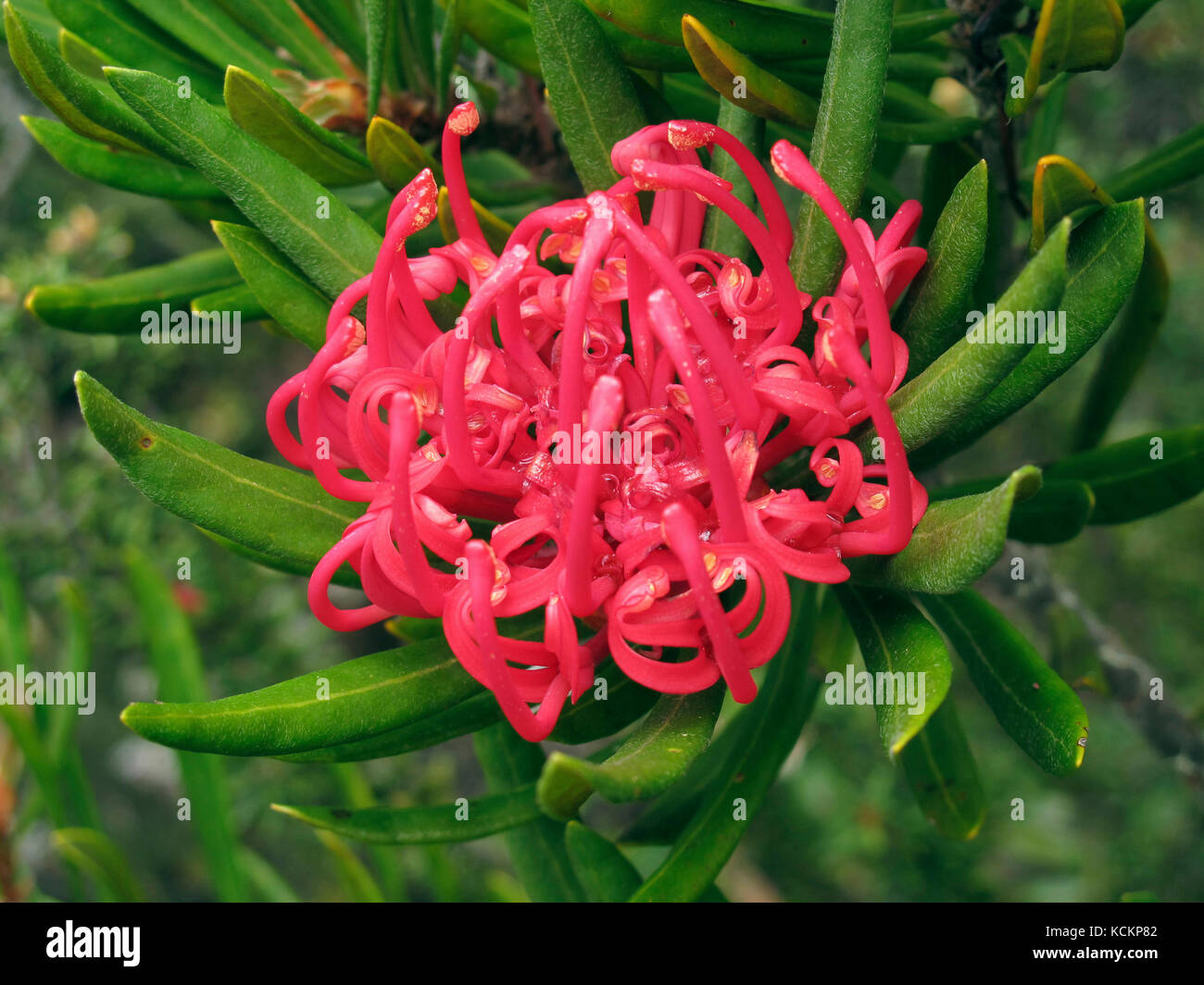La guerra della Tasmania (Telopea truncata), in fiore. Mount Wellington, Hobart, Tasmania, Australia Foto Stock