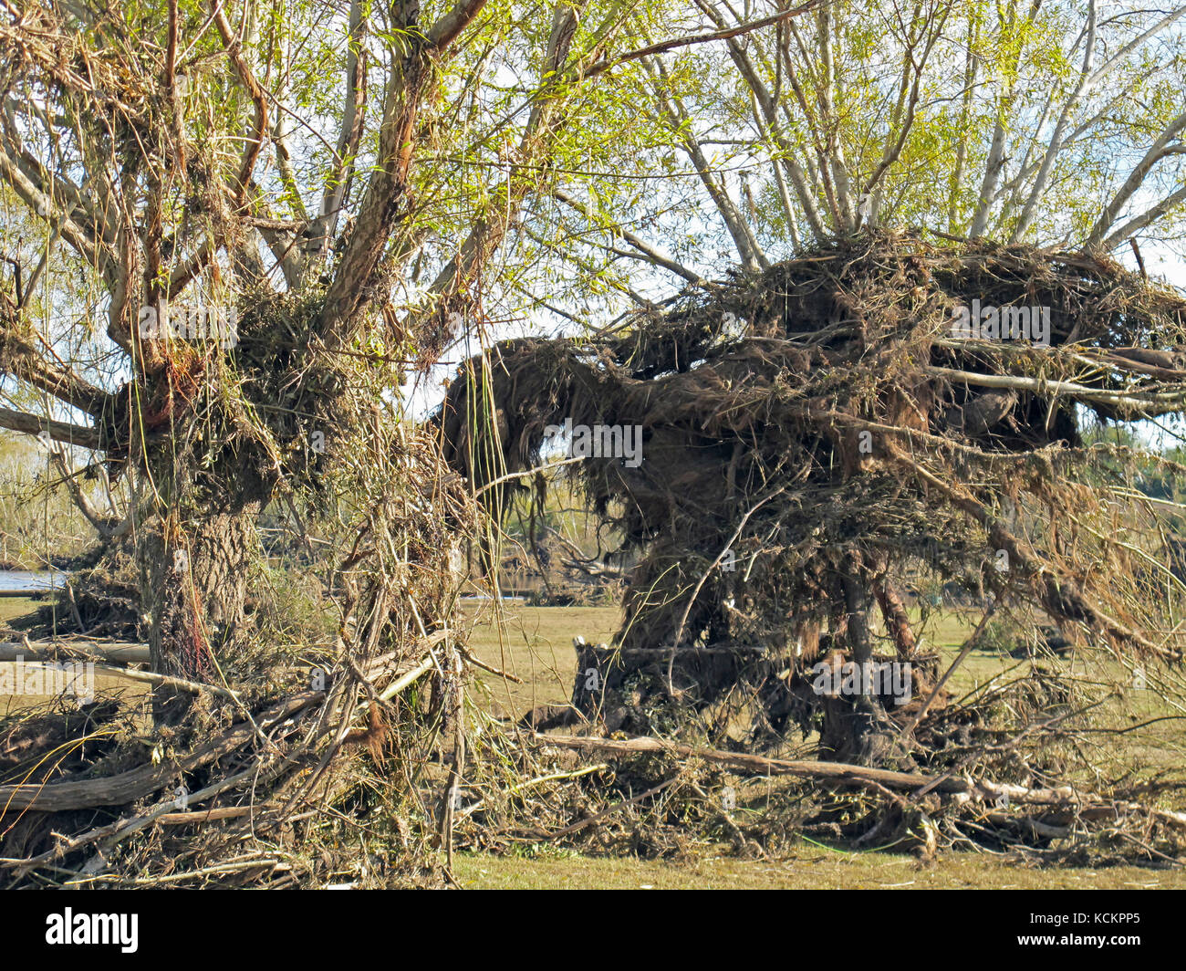 I detriti di alluvione rimasti nell'albero dopo che le acque di alluvione sono scomparse. Fiume Esk meridionale, Longford, Tasmania settentrionale, Australia Foto Stock
