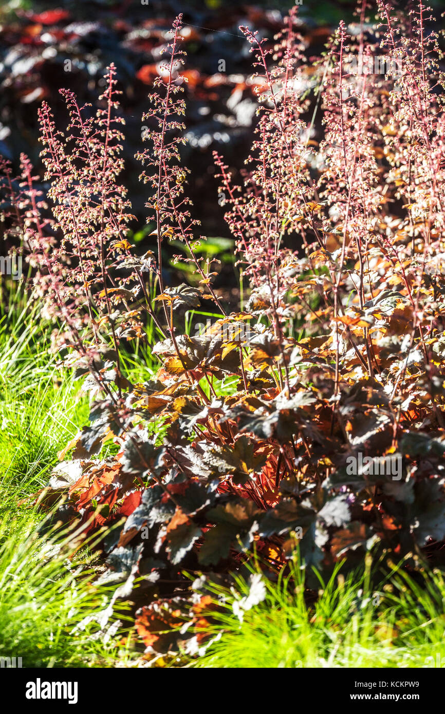 Fioritura Heuchera 'Emerald Veil' Heuchera americana Blooming Heuchera Flowers Growing Edge Garden Border Flowerbed Edging Bed June Heucheras Bloom Foto Stock