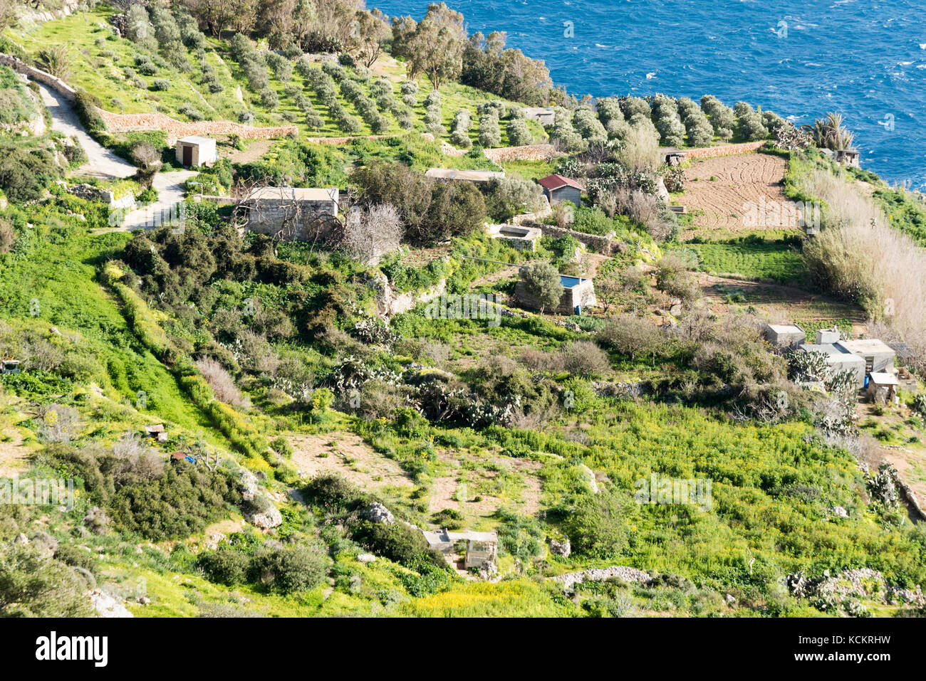 Terreni agricoli terrazzati a Dingli Cliffs sulla costa meridionale di Malta Foto Stock