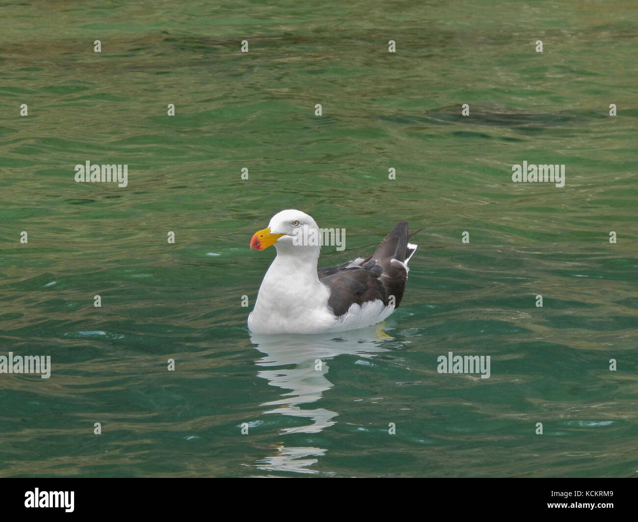 Gabbiano del Pacifico (Larus pacificus), sull'acqua. Green Head, Norfolk Bay, Tasman Peninsula, Tasmania, Australia Foto Stock