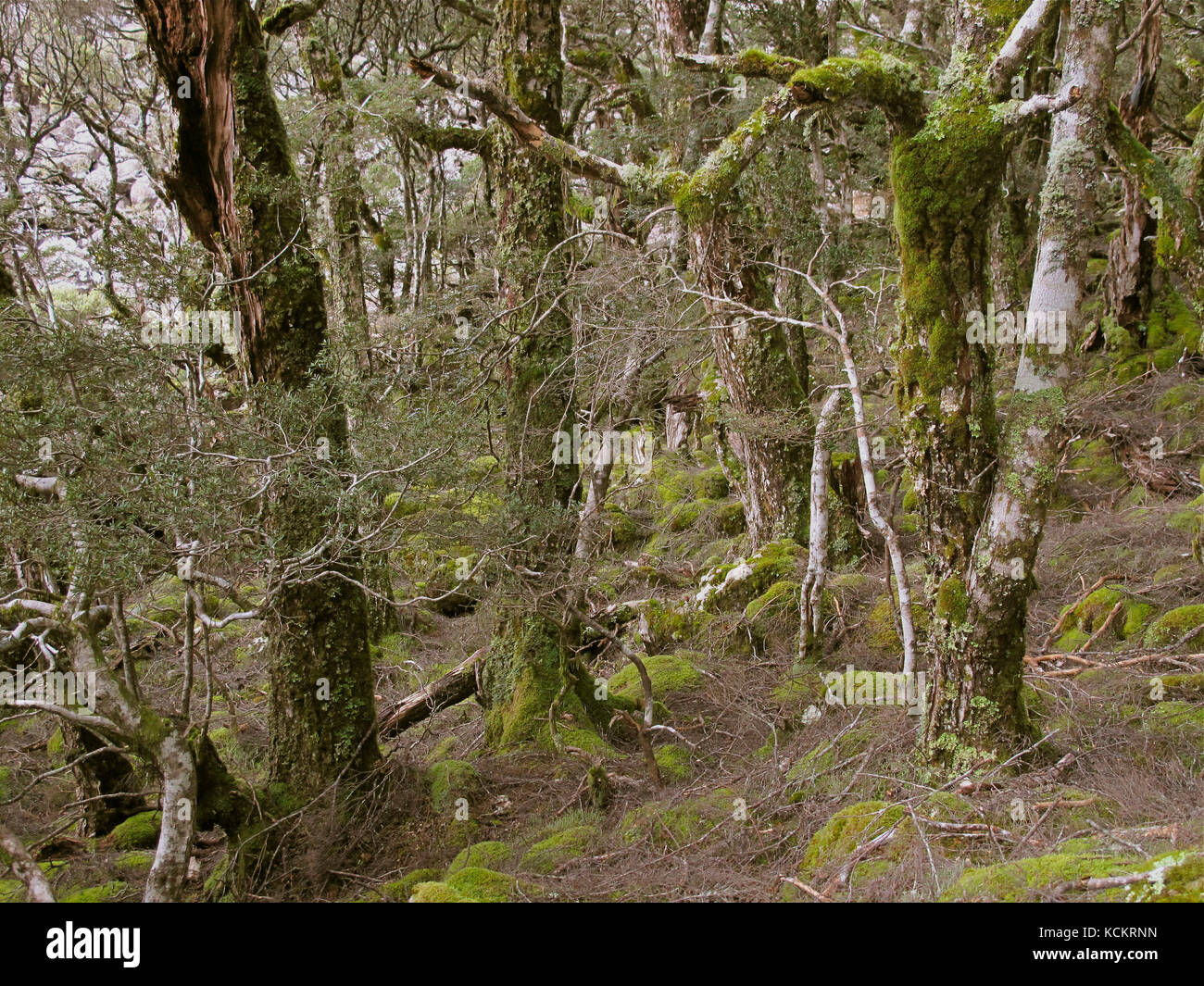 La foresta di faggi di Myrtle (Nothofagus cunninghamii,), la più alta foresta pluviale prima della cresta della scarpata di Western Tiers e la macchia resistente alla neve c Foto Stock