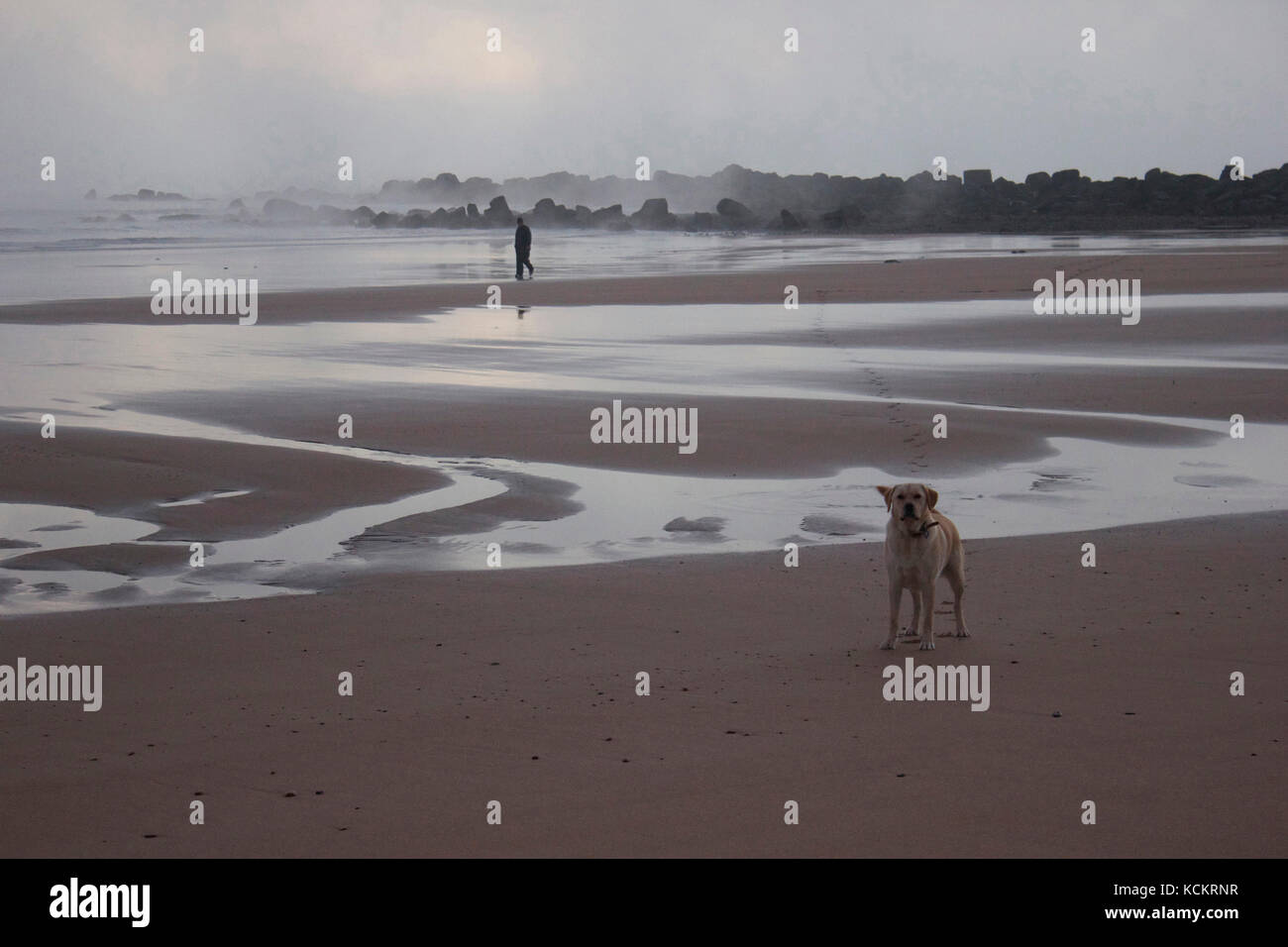 Prima mattina nebbia di mare e bassa marea con cane in primo piano. Coles Beach, Devonport, Tasmania, Australia Foto Stock