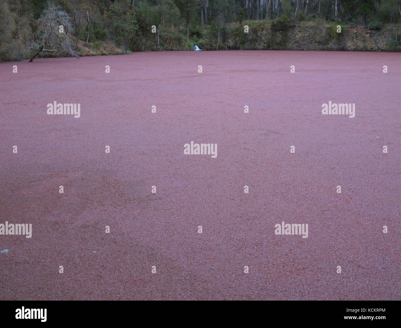 Alghe rosa fioriscono sul lago di Tronah. Di solito, questo lago è il luogo di nuoto estivo locale. Il lago di Tronah è stato formato come il luogo di lavoro finale del Tronah Foto Stock