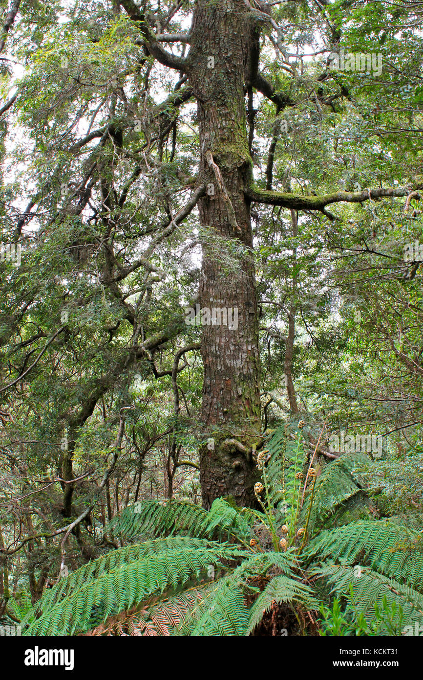 Faggio mirto (Nothofagus cunninghamii), in foresta pluviale temperata. Great Western Tiers, Tasmania settentrionale, Australia Foto Stock