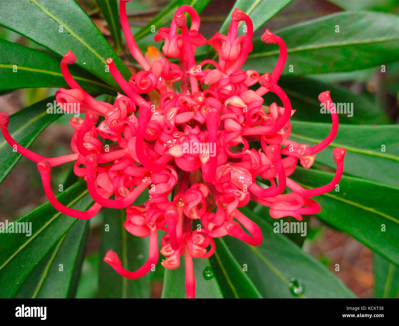 Guerra Tasmaniana (Telopea truncata), fiore. Great Western Tiers, Tasmania settentrionale, Australia Foto Stock