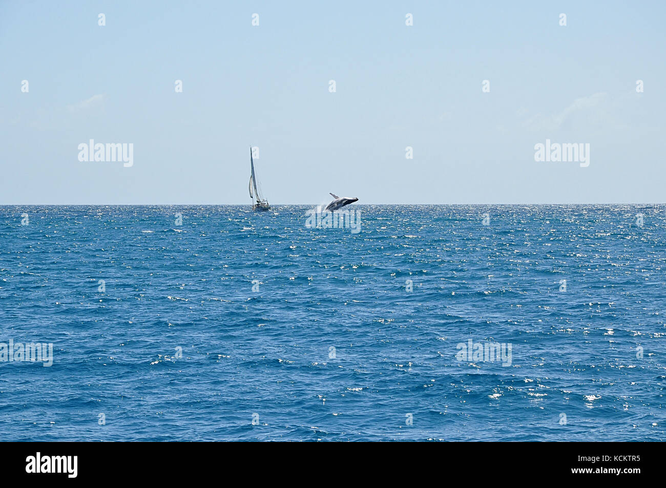 Humpback Whale salta fuori dell'acqua accanto a una barca a vela Foto Stock