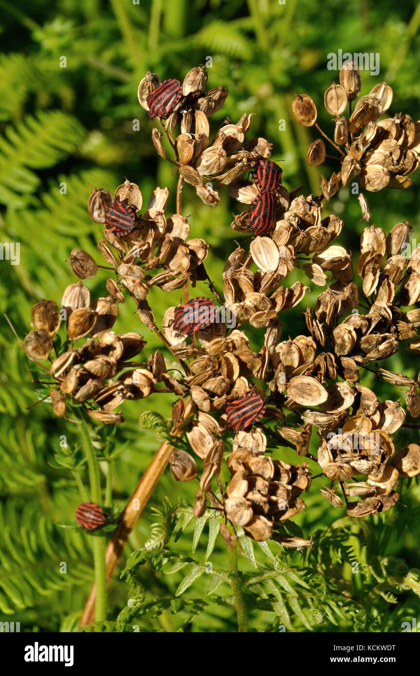 Striped-bug ( graphosoma lineatum ) Foto Stock