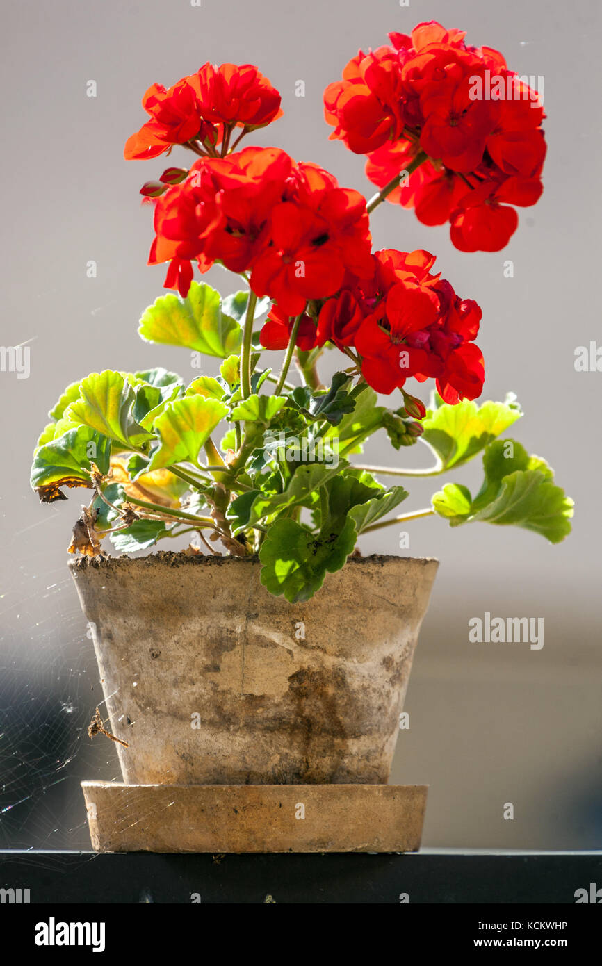 Rosso geranio, Pelargonium nel vaso di terracotta su windiwsill Foto Stock